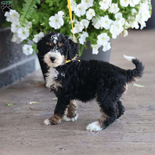 Lydia, Mini Bernedoodle Puppy